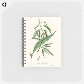 アートメモ帳-Salix rufselliana
 - 薬用植物学 Memo.
