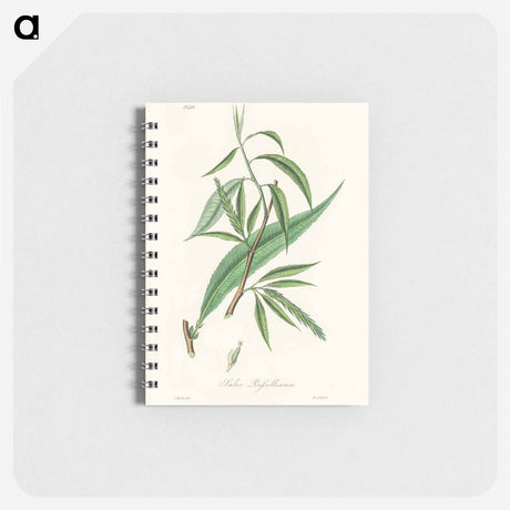 アートメモ帳-Salix rufselliana
 - 薬用植物学 Memo.
