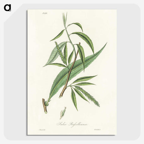 2-48_Medical-Botany_picture-crop