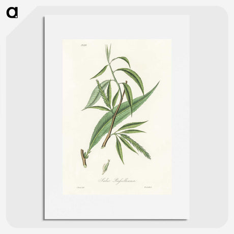 2-48_Medical-Botany_picture