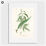 アートポスター-Salix rufselliana
 - 薬用植物学 Poster.