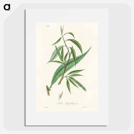 アートポスター-Salix rufselliana
 - 薬用植物学 Poster.