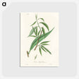 アートポストカード-Salix rufselliana
 - 薬用植物学 Postcard.