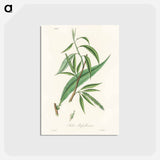 アートポストカード-Salix rufselliana
 - 薬用植物学 Postcard.