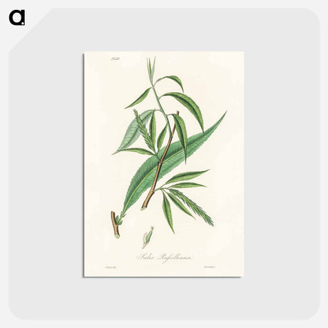 アートポストカード-Salix rufselliana
 - 薬用植物学 Postcard.