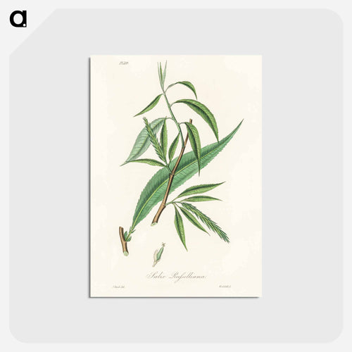 Salix rufselliana
 - Medicinal Botany Postcard.