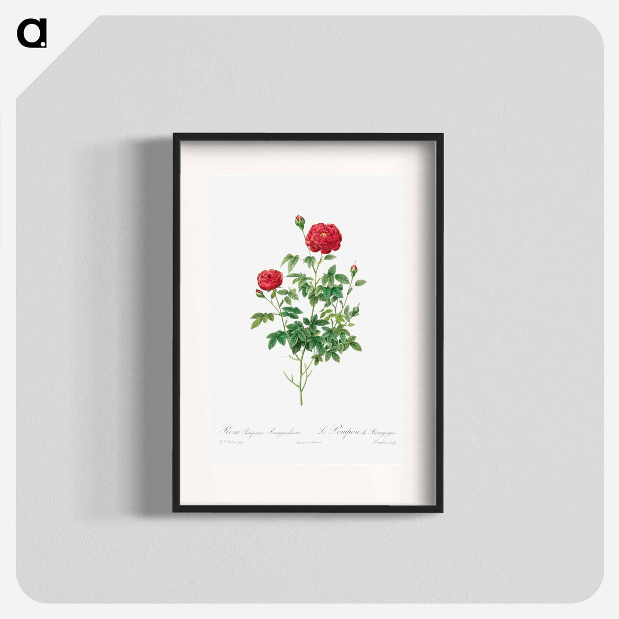 Pompon Rose - Pierre Joseph Redouté Poster.