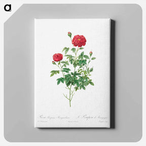 アートパネル-Pompon Rose - ピエール ジョゼフ ルドゥーテ Canvas.
