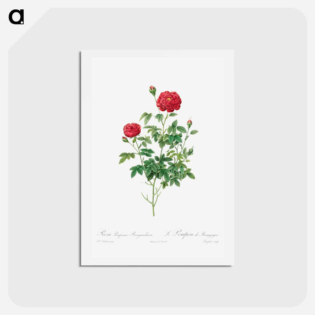 アートポストカード-Pompon Rose - ピエール ジョゼフ ルドゥーテ Postcard.