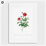 Pompon Rose - Pierre Joseph Redouté Poster.