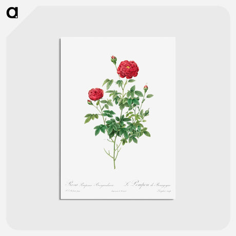 アートポストカード-Pompon Rose - ピエール ジョゼフ ルドゥーテ Postcard.