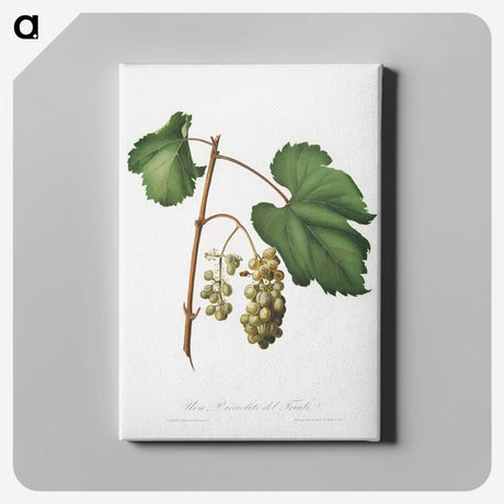 2-48_Pomona-Italiana_canvas