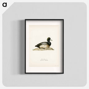 アートポスター-Greater Scaup
 - スヴェンスカ フォグラル Poster.