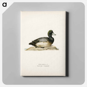 アートパネル-Greater Scaup
 - スヴェンスカ フォグラル Canvas.