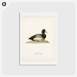 アートポストカード-Greater Scaup
 - スヴェンスカ フォグラル Postcard.