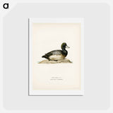 アートポストカード-Greater Scaup
 - スヴェンスカ フォグラル Postcard.