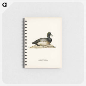 アートメモ帳-Greater Scaup
 - スヴェンスカ フォグラル Memo.