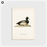 アートポストカード-Greater Scaup
 - スヴェンスカ フォグラル Postcard.