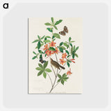 アートポストカード-Brown headed Worm eating Warbler from Birds of America
 - アメリカの鳥たち Postcard.