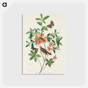 アートポストカード-Brown headed Worm eating Warbler from Birds of America
 - アメリカの鳥たち Postcard.