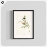 アートポスター-Red-eyebrowed Finch
 - オーストラリアの鳥 Poster.