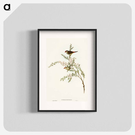 アートポスター-Red-eyebrowed Finch
 - オーストラリアの鳥 Poster.
