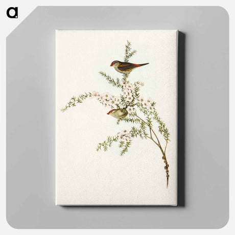 アートパネル-Red-eyebrowed Finch
- オーストラリアの鳥 Canvas.
