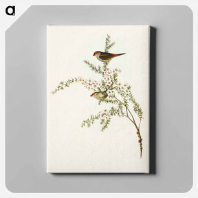 アートパネル-Red-eyebrowed Finch
 - オーストラリアの鳥 Canvas.