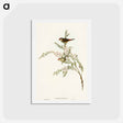 アートポストカード-Red-eyebrowed Finch
 - オーストラリアの鳥 Postcard.