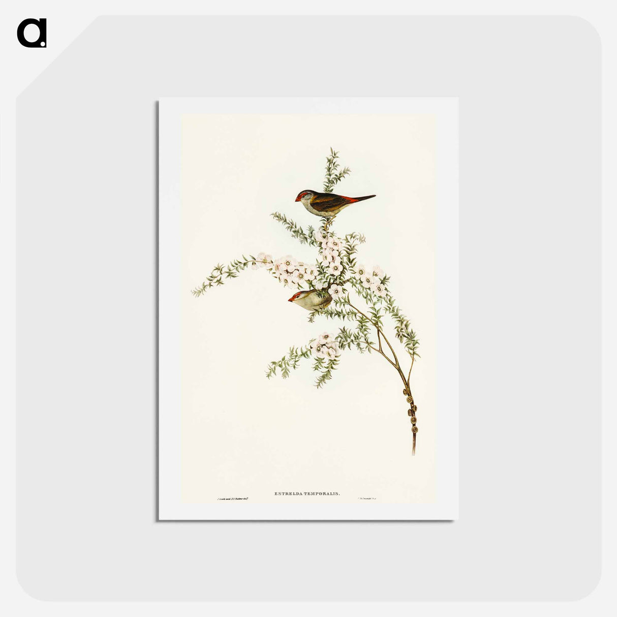 アートポストカード-Red-eyebrowed Finch
 - オーストラリアの鳥 Postcard.