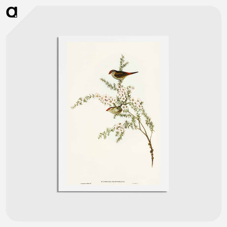 アートポストカード-Red-eyebrowed Finch
 - オーストラリアの鳥 Postcard.