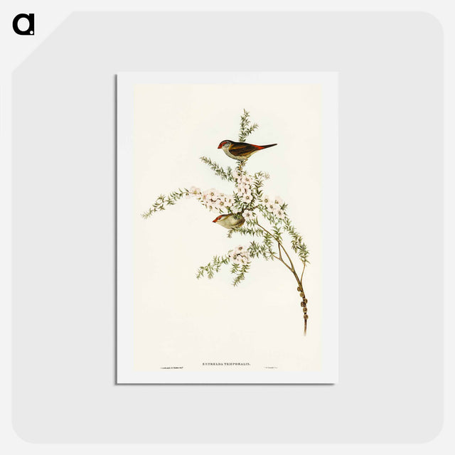 アートポストカード-Red-eyebrowed Finch
 - オーストラリアの鳥 Postcard.