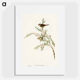 Red-eyebrowed Finch
 - オーストラリアの鳥 Poster.