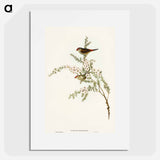 アートポスター-Red-eyebrowed Finch
 - オーストラリアの鳥 Poster.