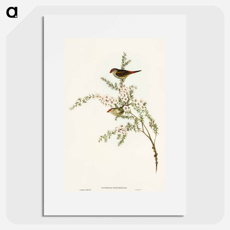 アートポスター-Red-eyebrowed Finch
 - オーストラリアの鳥 Poster.
