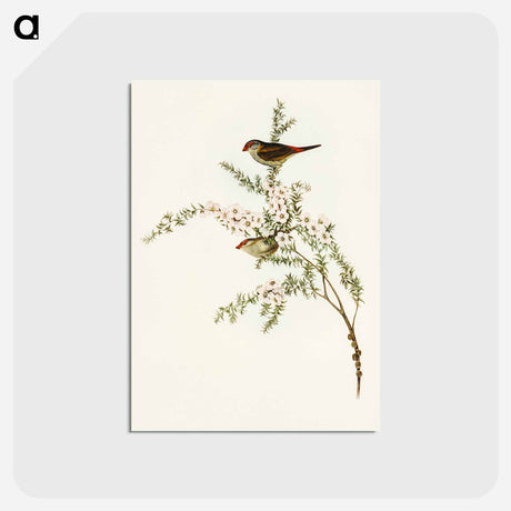 アートポストカード-Red-eyebrowed Finch
 - オーストラリアの鳥 Postcard.