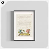アートポスター-Opium Poppy, Bladder Campion, and Broad Bean from Mira Calligraphiae Monumenta
 - 書道のお手本 Poster.