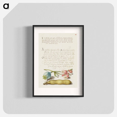 アートポスター-Opium Poppy, Bladder Campion, and Broad Bean from Mira Calligraphiae Monumenta
 - 書道のお手本 Poster.