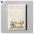 アートパネル-Opium Poppy, Bladder Campion, and Broad Bean from Mira Calligraphiae Monumenta
 - 書道のお手本 Canvas.