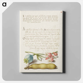 アートパネル-Opium Poppy, Bladder Campion, and Broad Bean from Mira Calligraphiae Monumenta
 - 書道のお手本 Canvas.