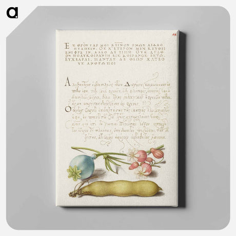 アートパネル-Opium Poppy, Bladder Campion, and Broad Bean from Mira Calligraphiae Monumenta
 - 書道のお手本 Canvas.