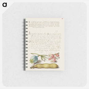 アートメモ帳-Opium Poppy, Bladder Campion, and Broad Bean from Mira Calligraphiae Monumenta
 - 書道のお手本 Memo.