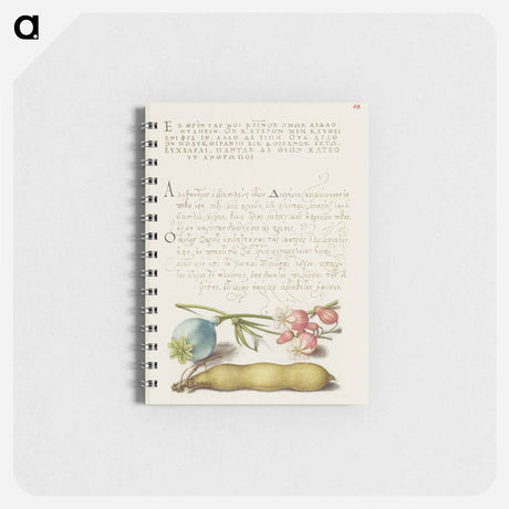 アートメモ帳-Opium Poppy, Bladder Campion, and Broad Bean from Mira Calligraphiae Monumenta
 - 書道のお手本 Memo.
