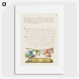 アートポスター-Opium Poppy, Bladder Campion, and Broad Bean from Mira Calligraphiae Monumenta
 - 書道のお手本 Poster.