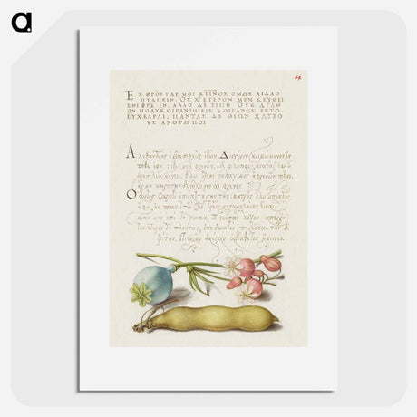 アートポスター-Opium Poppy, Bladder Campion, and Broad Bean from Mira Calligraphiae Monumenta
 - 書道のお手本 Poster.