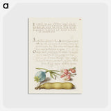 アートポストカード-Opium Poppy, Bladder Campion, and Broad Bean from Mira Calligraphiae Monumenta
 - 書道のお手本 Postcard.