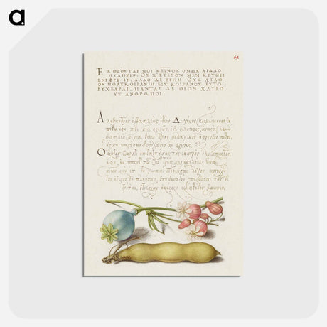 アートポストカード-Opium Poppy, Bladder Campion, and Broad Bean from Mira Calligraphiae Monumenta
 - 書道のお手本 Postcard.