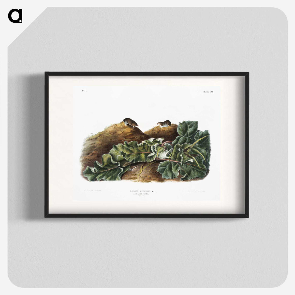 2-48_The-Viviparous-Quadrupeds_blk