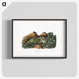 2-48_The-Viviparous-Quadrupeds_blk