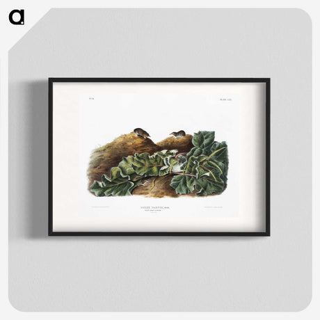 2-48_The-Viviparous-Quadrupeds_blk